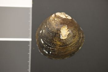 Media type: image;   Malacology 176896 Description: Dry specimen;
